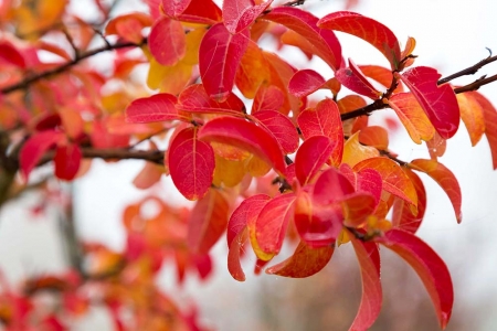 Lagerstroemia