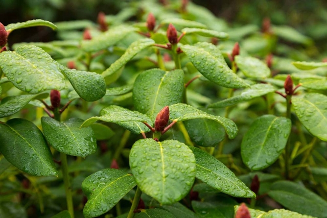 Rhododendren