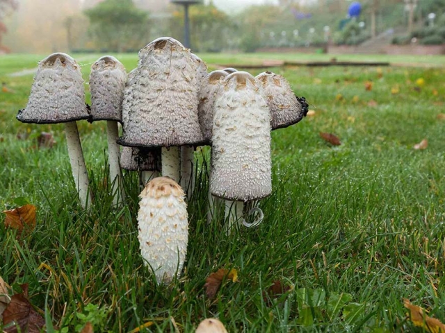 Herbst in der Villa Belveder