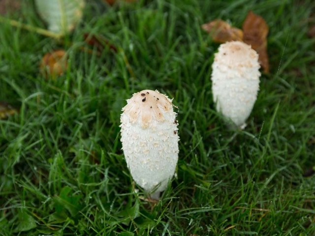 Herbst in der Villa Belveder
