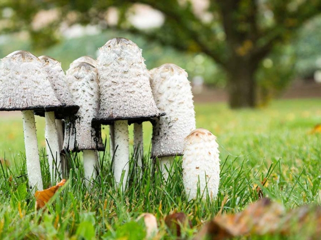 Herbst in der Villa Belveder