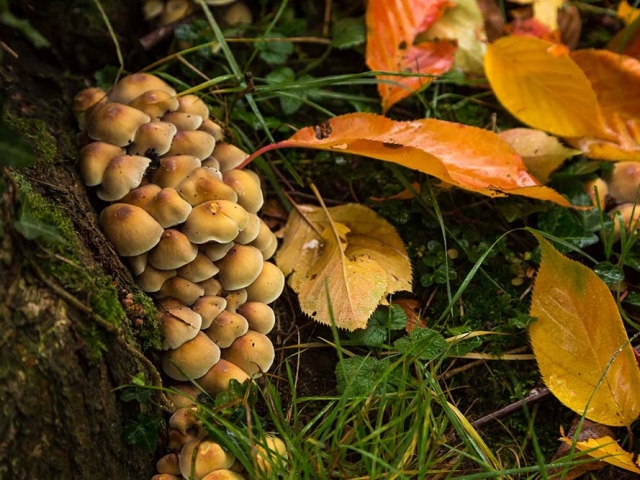 Herbst in der Villa Belveder