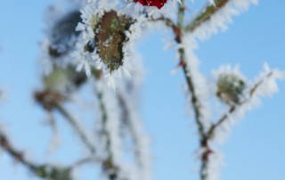 Winter in der Villa Belveder