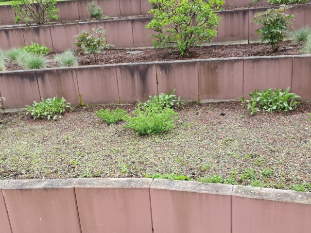 Bienenweide im Atrium Bienenweide im Atrium