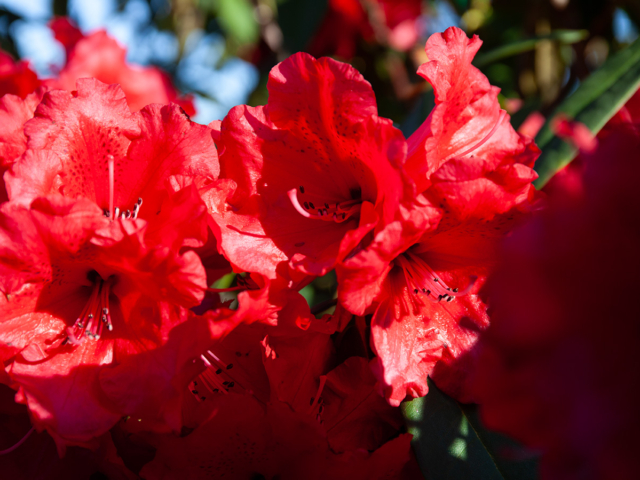 IMG_1826.CR2