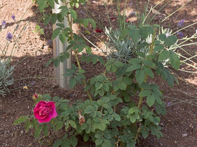 Rose a Parfum de l`Hay