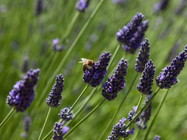 Lavendel