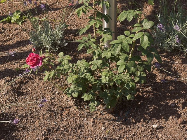 Rose a Parfum de l`Hay