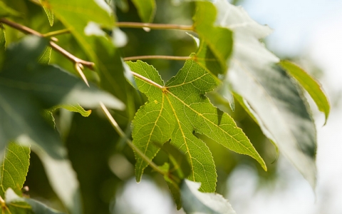 Amberbaum