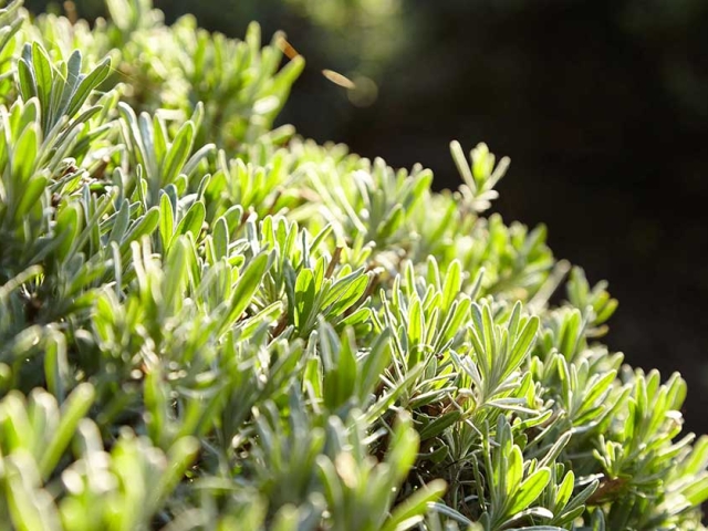 Lavendel