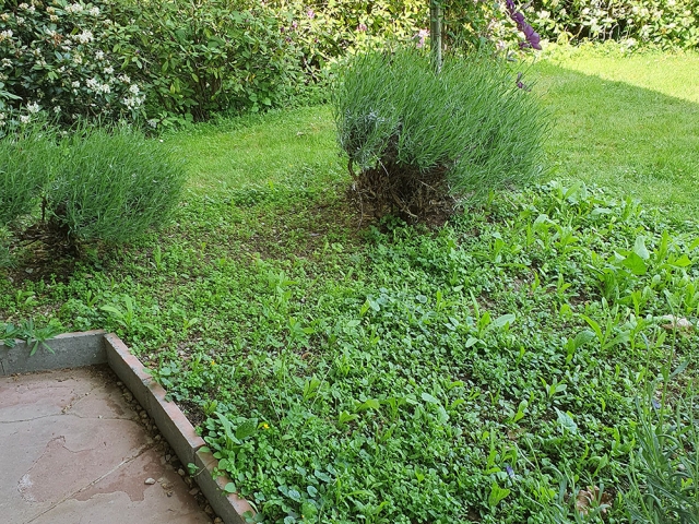 Bienenweide in der Villa Belveder