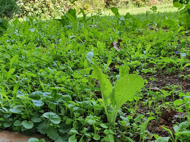 Bienenweide in der Villa Belveder