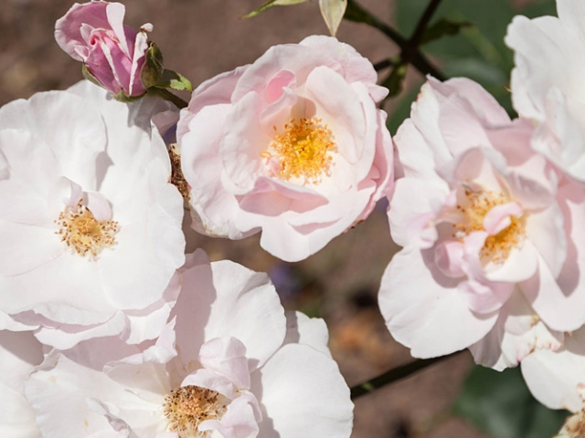 Blanc double de Coubert,1892