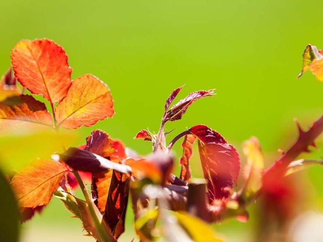 Die jungen Blätter der Rose Westerland