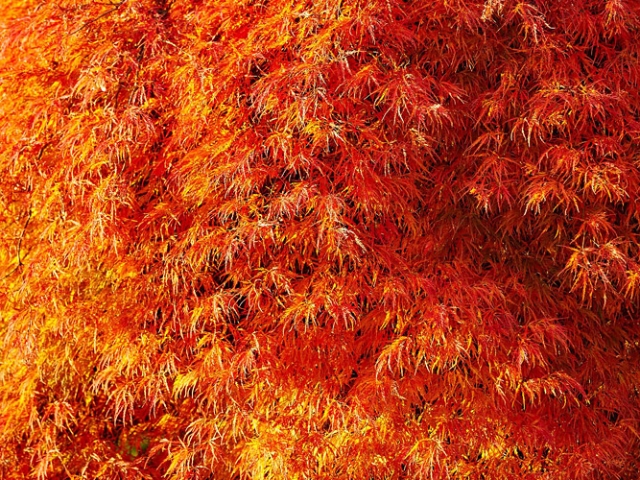 Herbst in der Villa Belveder