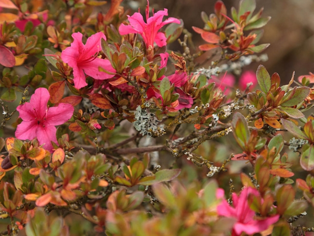 Herbst in der Villa Belveder