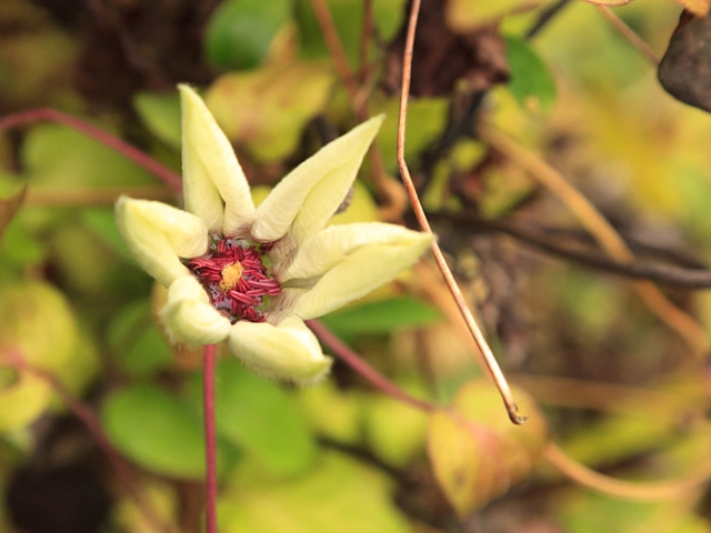 Herbst in der Villa Belveder