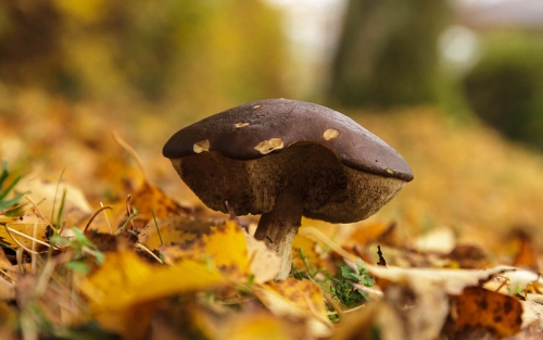 Herbst in der Villa Belveder