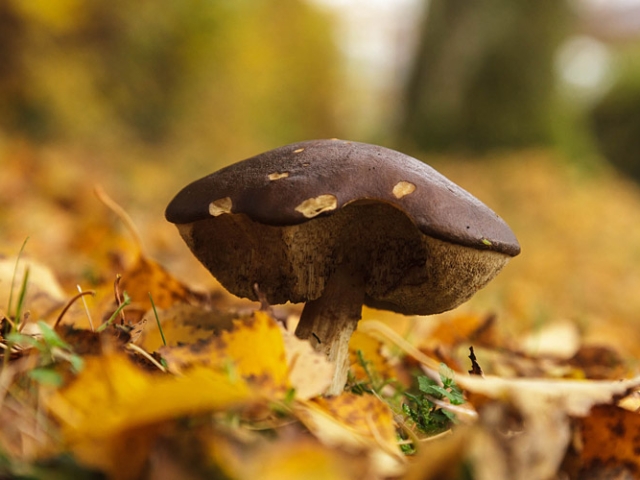 Herbst in der Villa Belveder