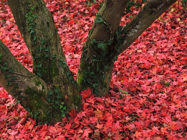 Herbst in der Villa Belveder