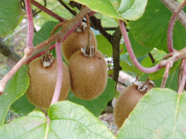 Herbst in der Villa Belveder