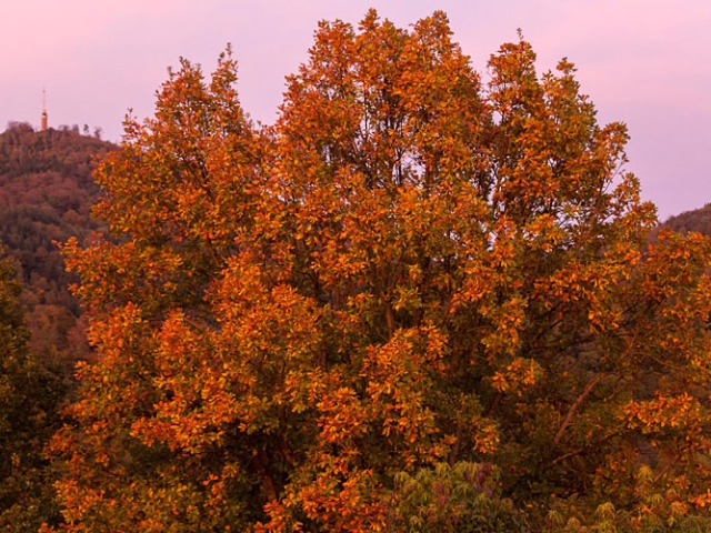 Herbst in der Villa Belveder
