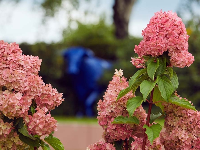 Hortensie mit Blauem Stier Hortensien