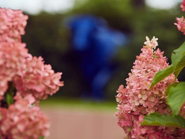 Hortensien Hortensien