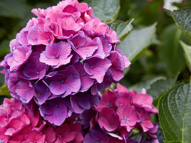 Hortensien Hortensien