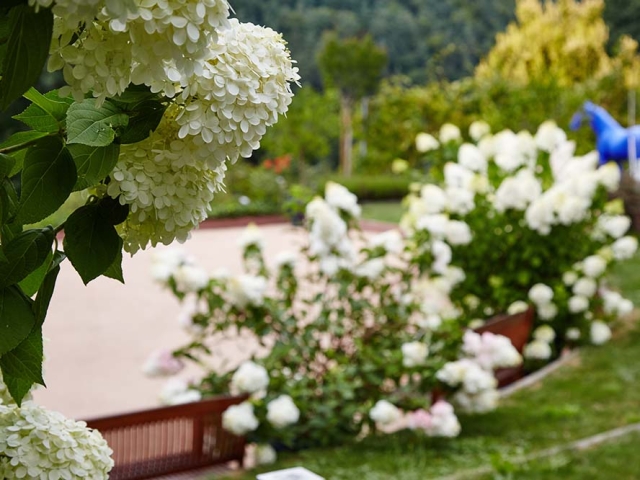 Hortensien Hortensien