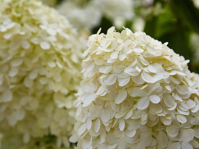 Hortensien Hortensien