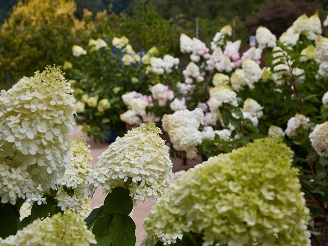 Hortensien Hortensien