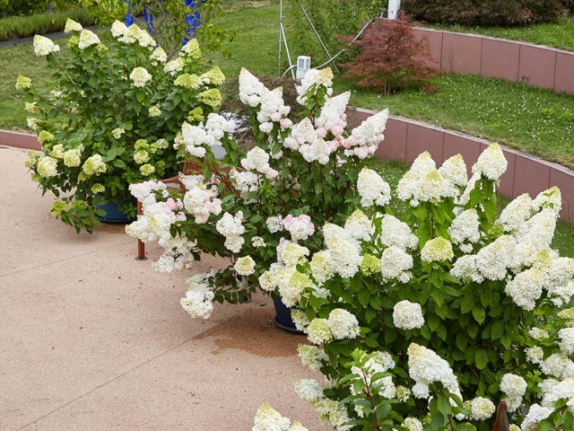 Hortensien Hortensien