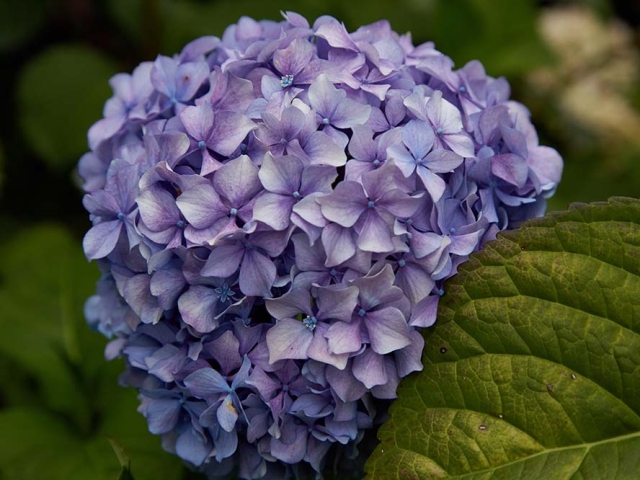 Hortensien Hortensien