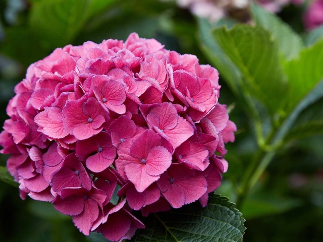 Hortensien Hortensien