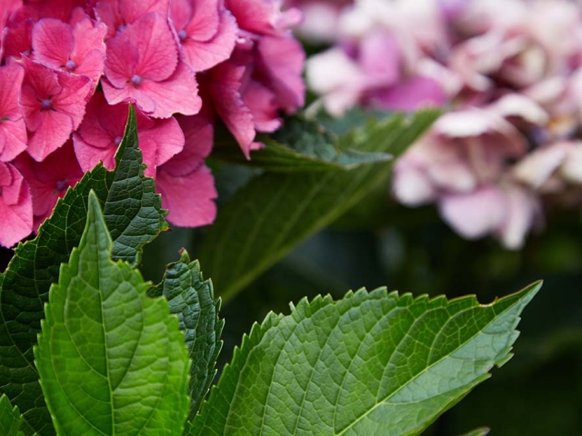 Hortensien Hortensien