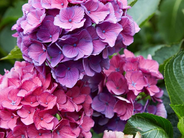 Hortensien