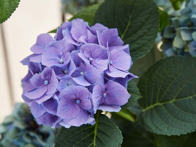 Hortensien Hortensien