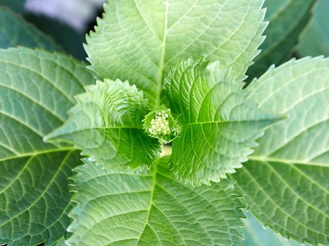 Hortensien Hortensien