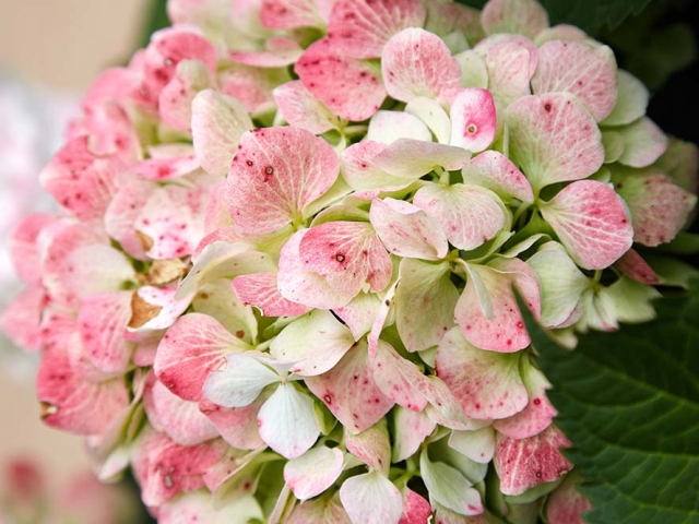 Hortensien Hortensien