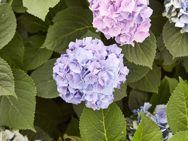 Hortensien Hortensien