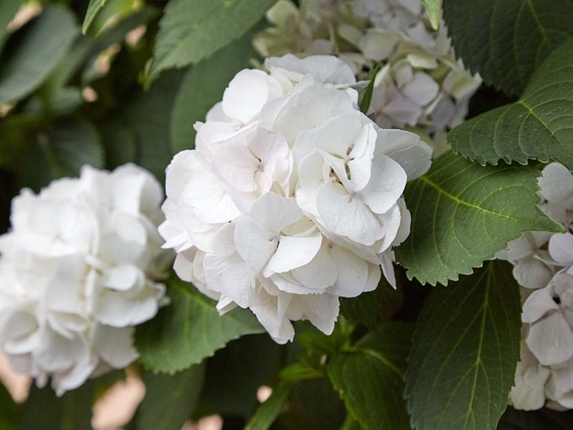 Hortensien Hortensien