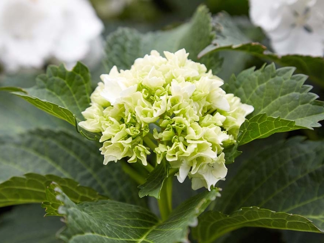 Hortensien Hortensien