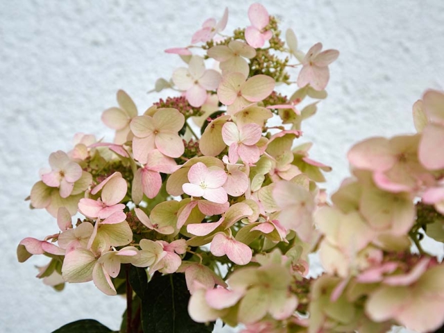 Hortensien Hortensien