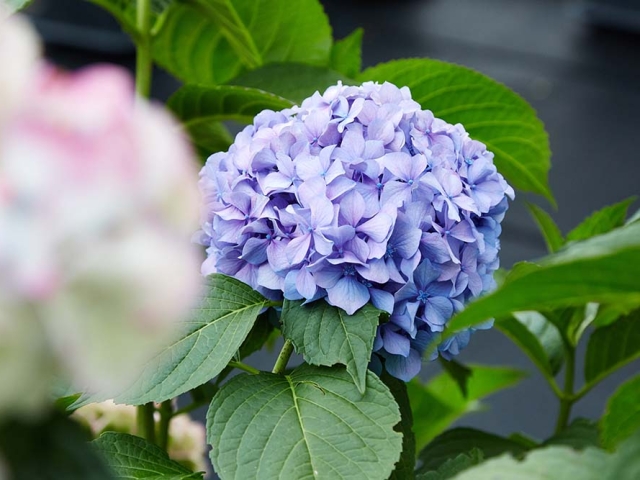 Hortensien Hortensien