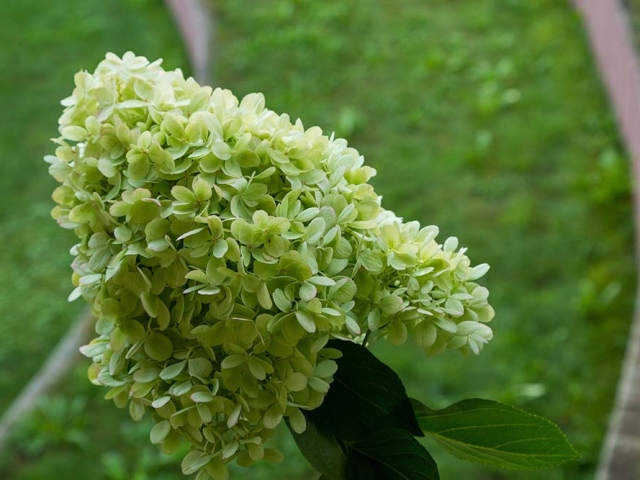 Rispenhortensie Hortensien