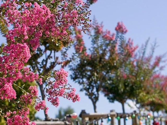 Lagerstroemia