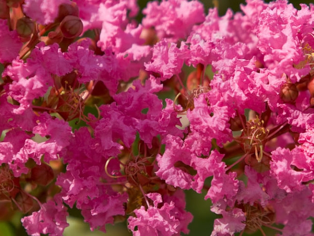 Lagerstroemia