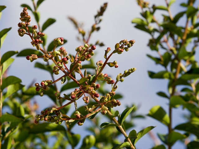 Lagerstroemia