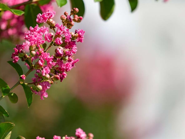 Lagerstroemia